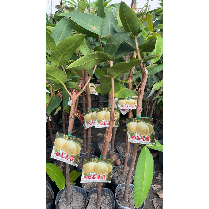 霏霏園藝白玉蓮霧高壓苗。4吋盆高度30公分以上| 蝦皮購物