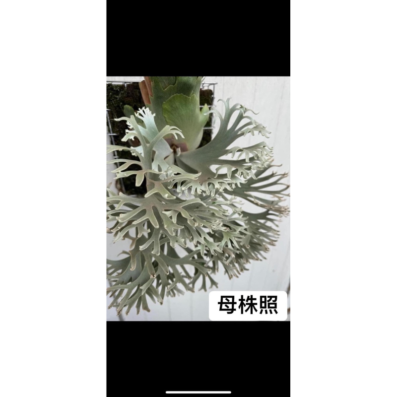 侏儒爪哇Nano鹿角蕨3吋盆P.willinckii Nano sporeling | 蝦皮購物