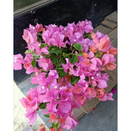 粉紅澄白 7吋盆