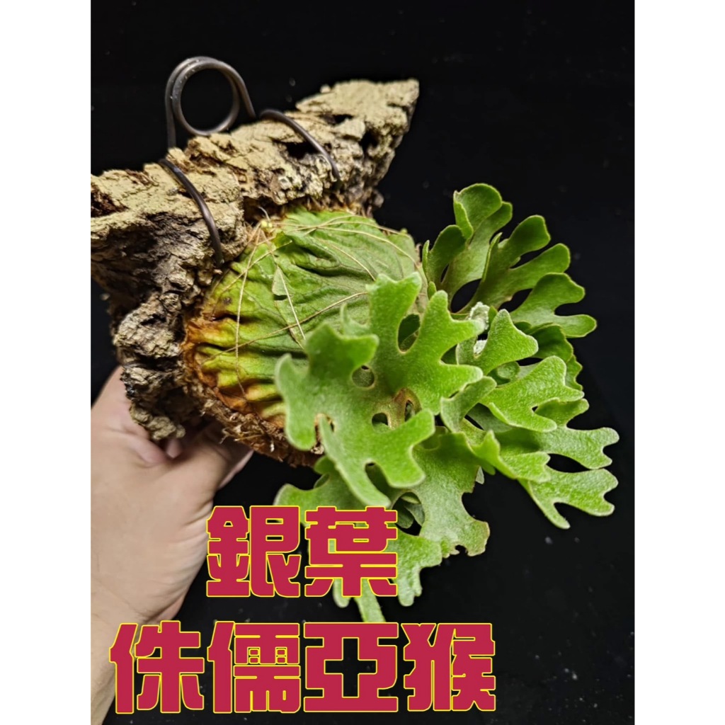銀葉- 優惠推薦- 2026年6月| 蝦皮購物台灣