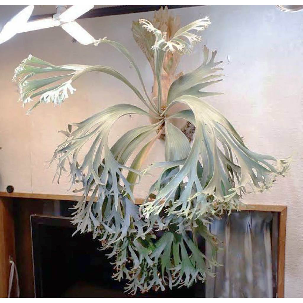 千手觀音鹿角蕨（Platycerium 'SS Foong'）椰子樹觀賞園藝綠植蕨| 蝦皮購物