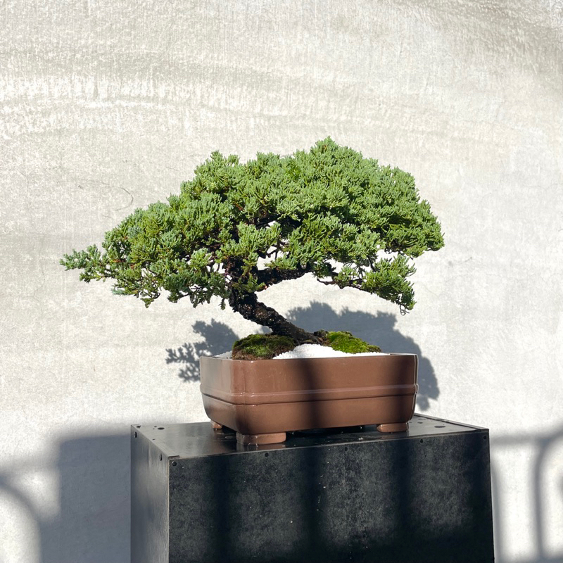 盆栽鉢 柴勝c