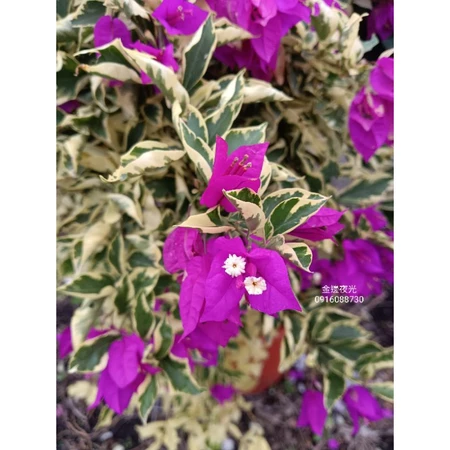 各種九重葛現剪枝條 金邊夜光(特殊)