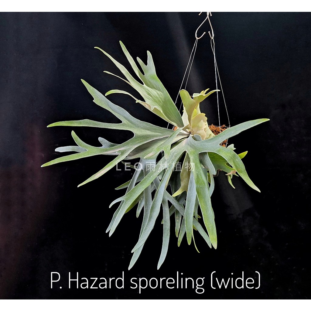 P. Hazard sporeling (wide) 冒險 