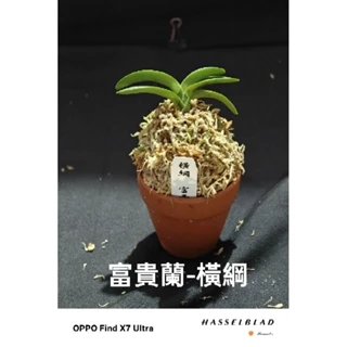 富貴蘭　名護蘭　豹柄 Summer の長生蘭、寶貴蘭。, 線上商店| 蝦皮購物