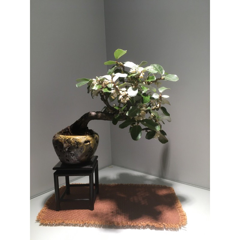 日本寒茱萸（日本長果銀梧）掌上盆栽| 蝦皮購物