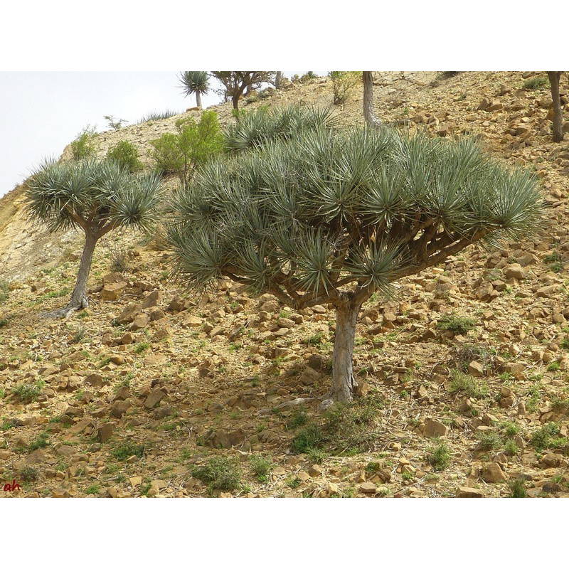 dracaena ombet |