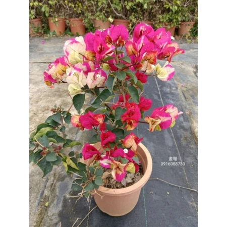 印度畫報 7吋盆