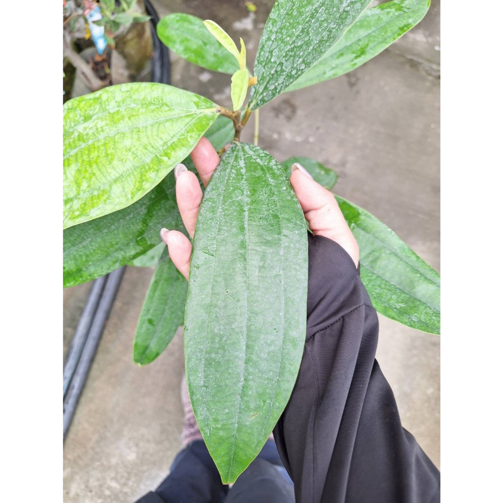 清華桂(清化玉桂)／5吋盆 | 蝦皮購物