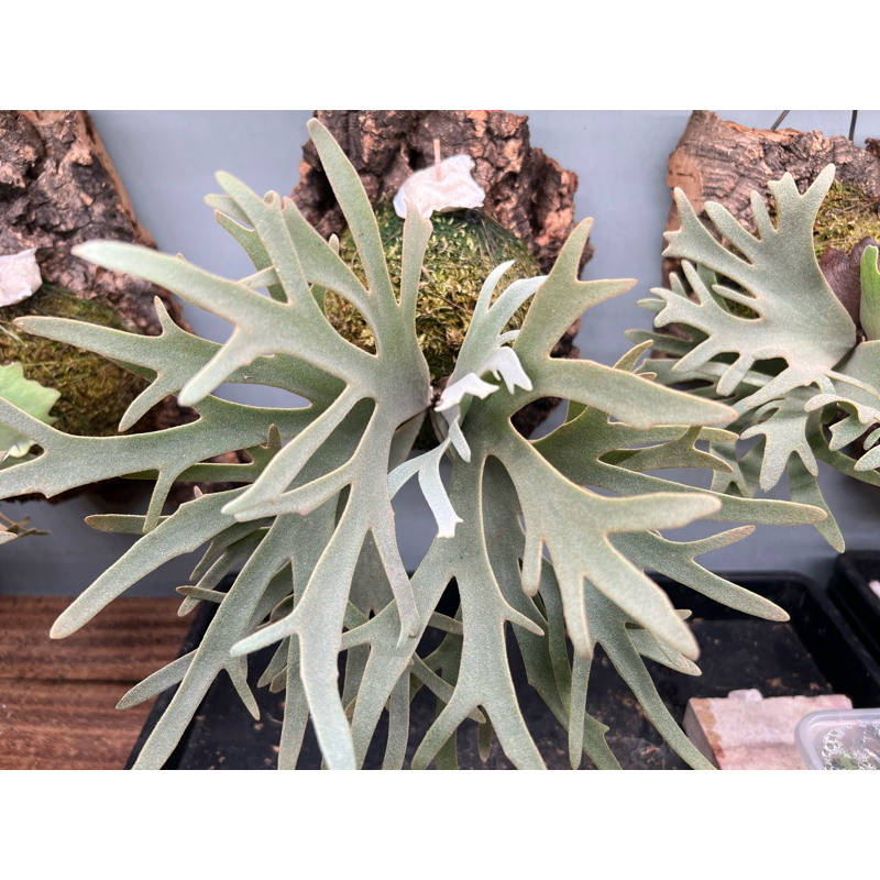 喬喬鹿鹿角蕨經典黃月孢子苗P.willinckii cv.Yellow moon sporeling