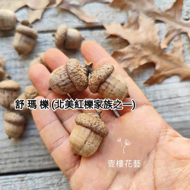 殼斗科舒瑪櫟(北美紅櫟娜塔櫟家族).麻櫟(似栓皮櫟).青剛櫟橡果橡實橡果子 櫟樹種子收藏收集聖誕乾燥藤圈花圈手作素材 | 蝦皮購物