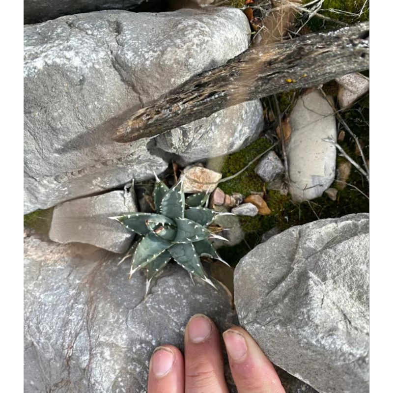 妖炎 - 優惠推薦 - 2026年8月 | 蝦皮購物台灣