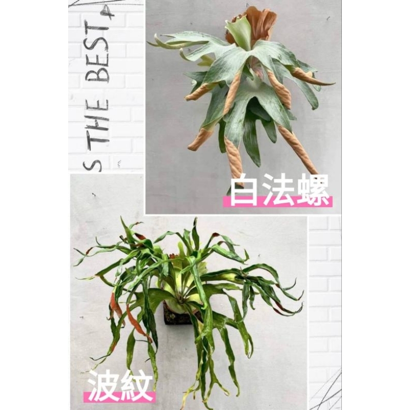 p.sp (majusmix)マジュスポ