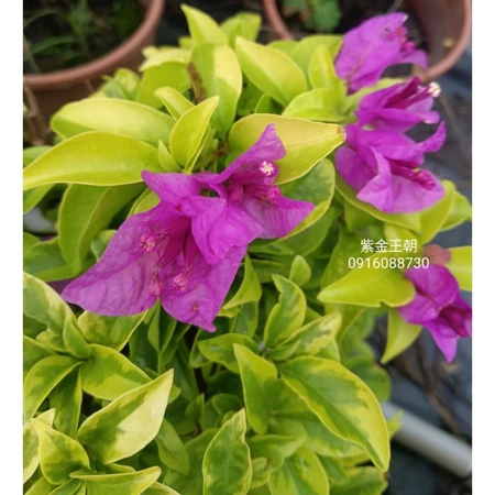 各種九重葛現剪枝條 紫金王朝