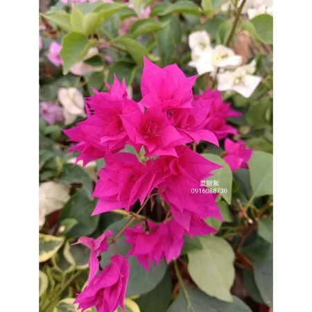 各種九重葛現剪枝條 重瓣紫