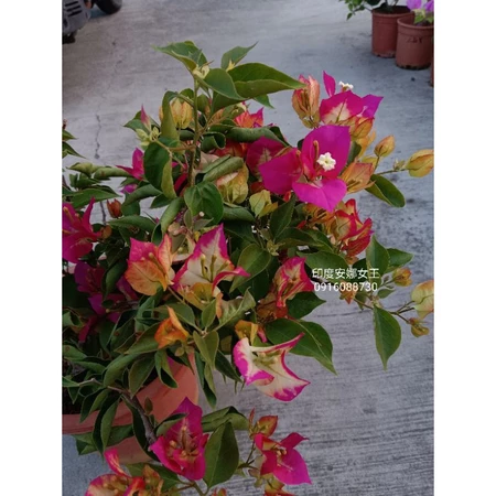 各種九重葛現剪枝條 印度安娜女王
