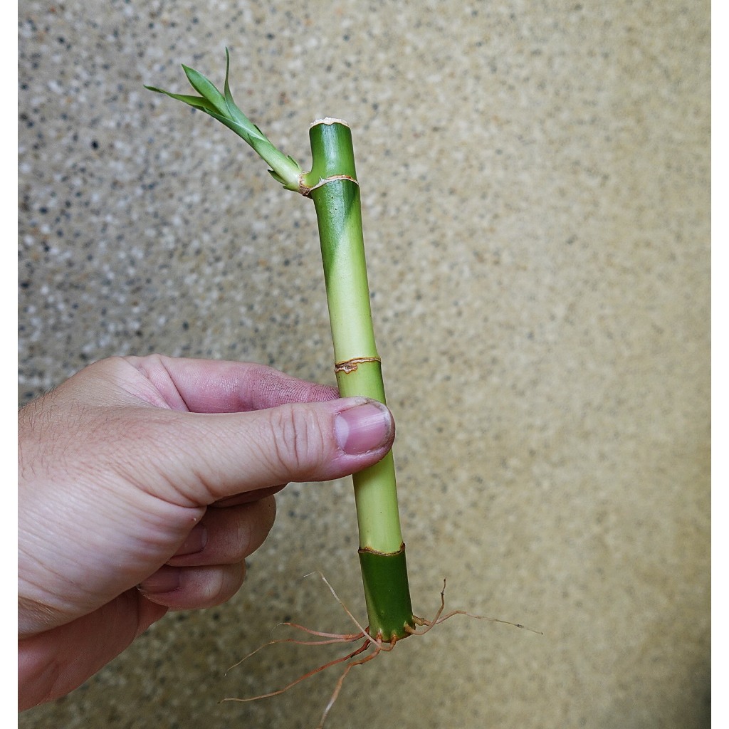 單支出售萬年青富貴竹開運竹快速出貨水耕植物幸運竹開運風水送禮室內  