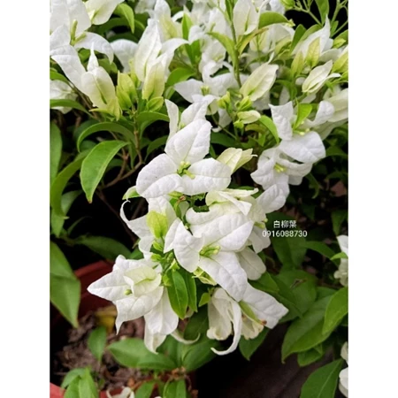 各種九重葛現剪枝條 柳葉白