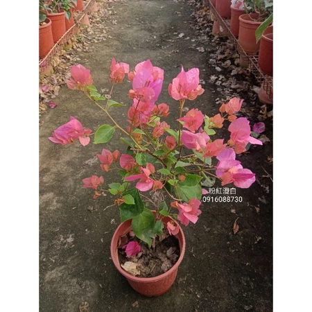 粉紅澄白 5吋盆