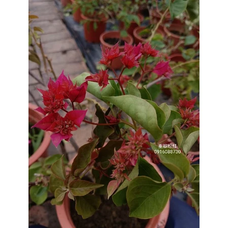 各種九重葛現剪枝條 重瓣粉紅