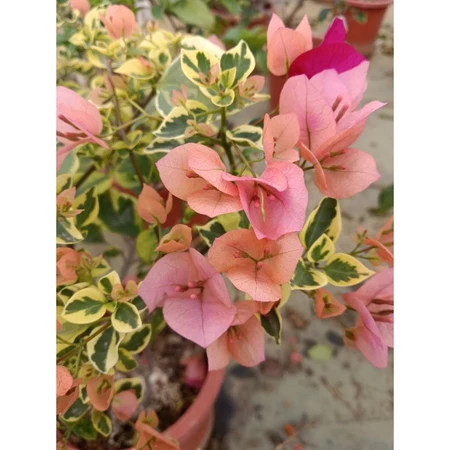 各種九重葛現剪枝條 斑葉台灣姑娘