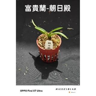 Summer の長生蘭、寶貴蘭。, 線上商店| 蝦皮購物