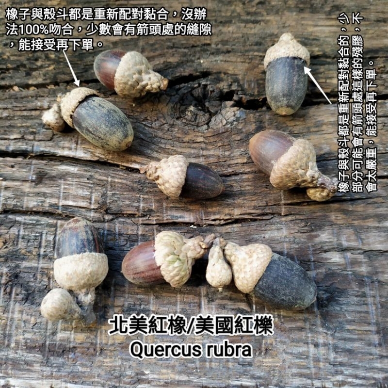 殼斗科北美紅橡/美國紅櫟/紅槲櫟 櫟樹種子橡實收藏收集 台灣現貨出貨 聖誕乾燥藤圈花圈手作素材 壹樓花藝雜貨 | 蝦皮購物