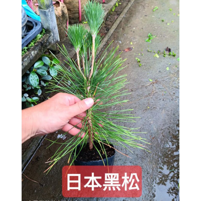 小農之家**優質種苗「五葉松（臺灣五葉松）/日本黑松/黑松」實生苗20cm
