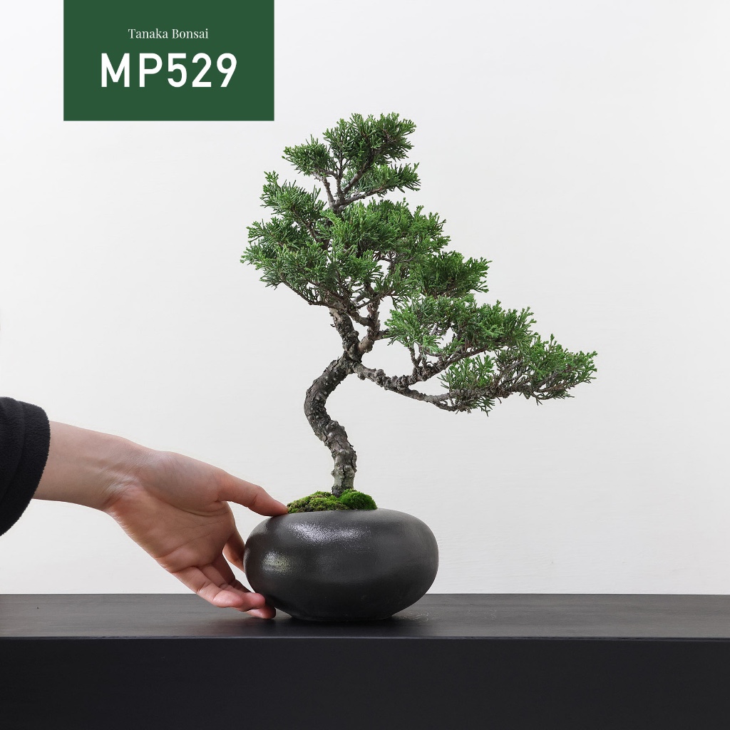【Tanaka Bonsai】MP529 宮阪系魚川真柏盆景｜松柏盆栽 | 蝦皮購物