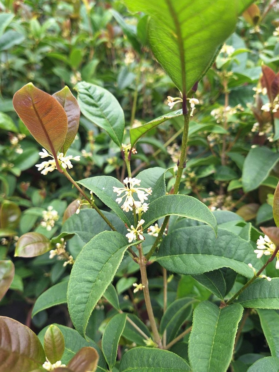 桂花（銀木樨）／6吋盆 | 蝦皮購物