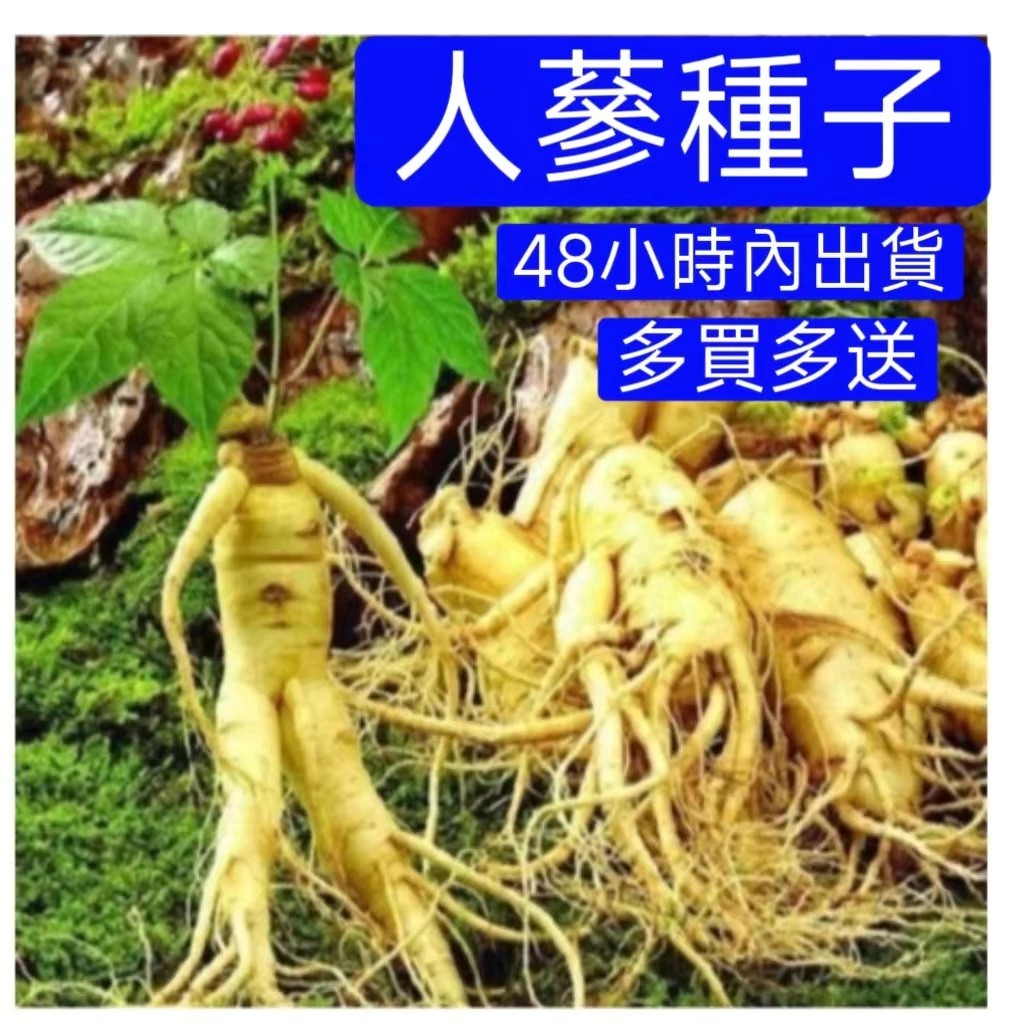 💥現貨 【 精選長白山人參種子】人參苗 太子參 丹參多款名貴中藥材種子 10年苗人參種子 盆栽人參種子 四季種植藥用種 | 蝦皮購物