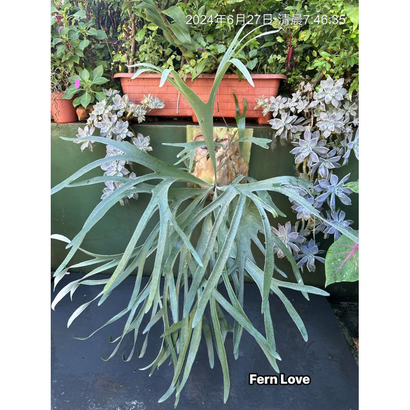 Fern➰蕨戀➰Love 』「 Bif x veitchii 」普鹿交銀鹿混播種鹿角蕨平價