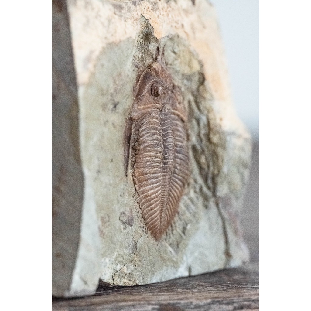 售出留念］王冠三葉蟲（Coronocephalus changningensis） 保留部分頭刺