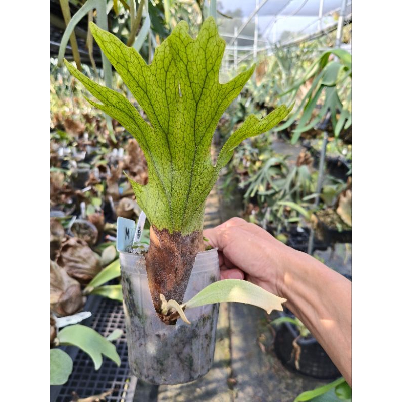 P. willinckii cv. KTK hybrid #2 鹿角蕨| 蝦皮購物