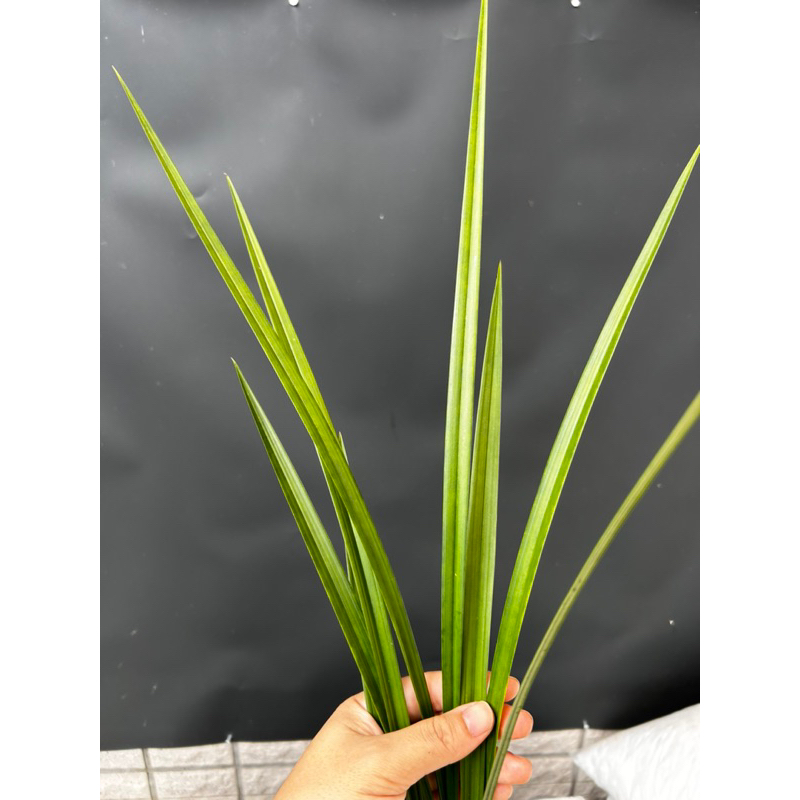 佳林蘭園國蘭寒蘭【雪中紅】花期9-3🈷️ | 蝦皮購物