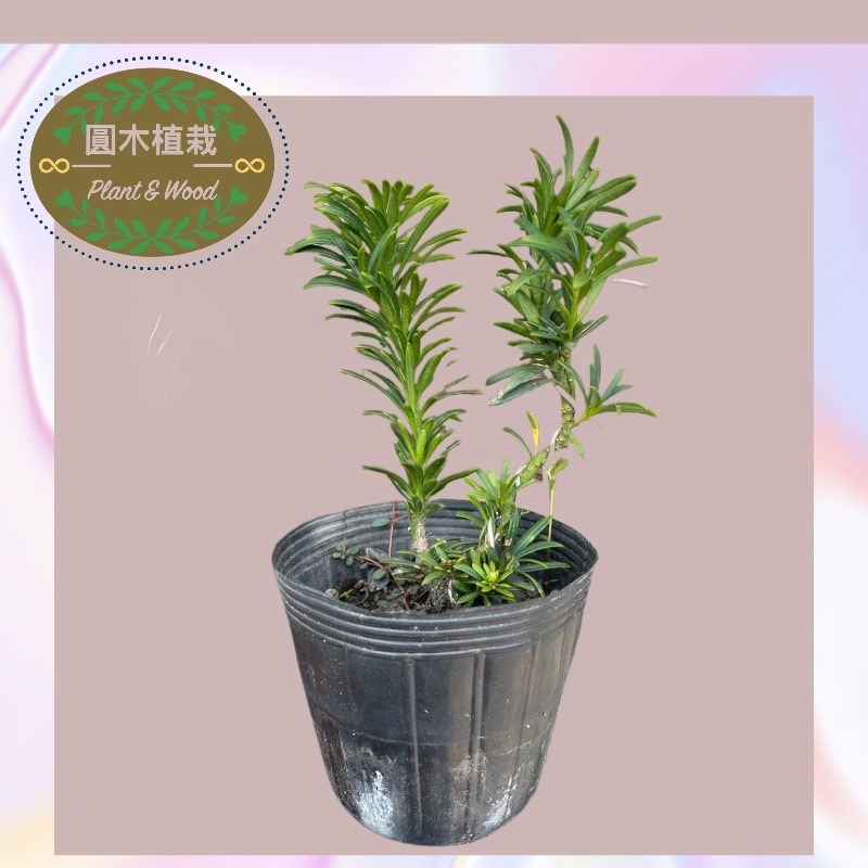 🌱圓木植栽 🌱 日本雀舌羅漢松｜小葉雀舌羅漢松｜3 5吋盆｜小品盆栽｜素材｜ 蝦皮購物