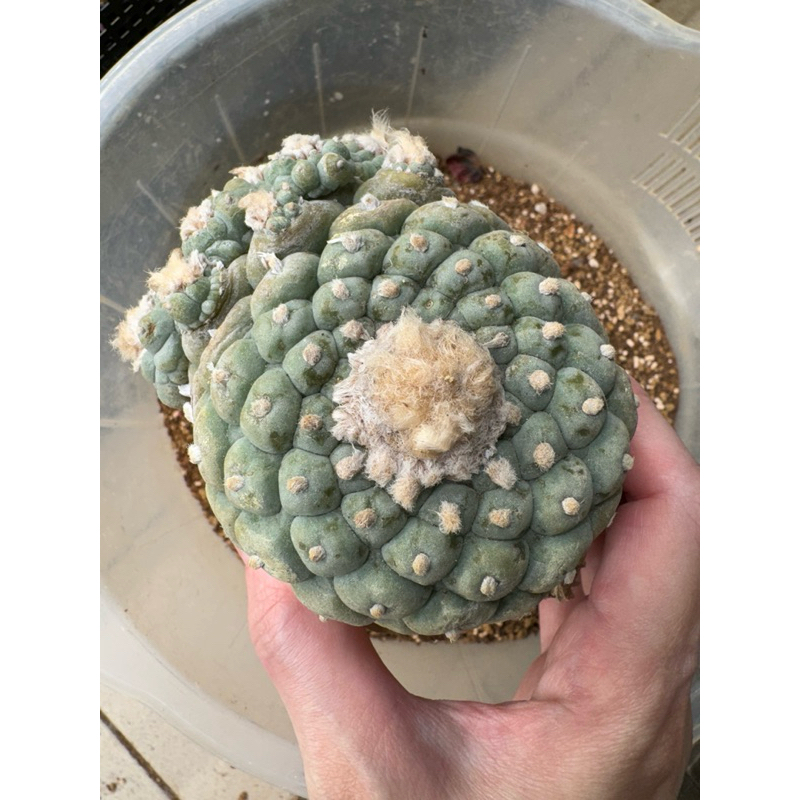 銀冠玉- 優惠推薦- 2026年5月| 蝦皮購物台灣