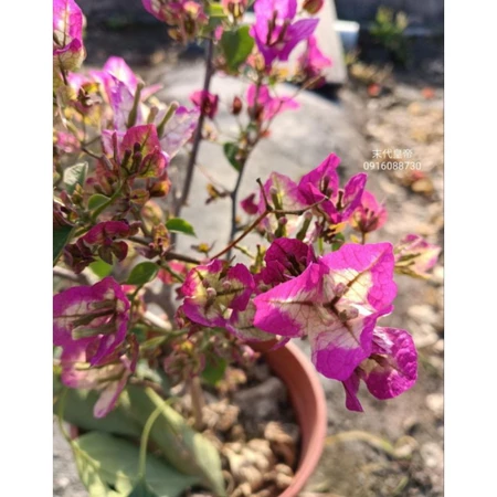 各種九重葛現剪枝條 末代皇帝