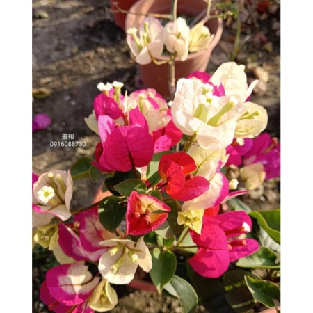 各種九重葛現剪枝條 畫報