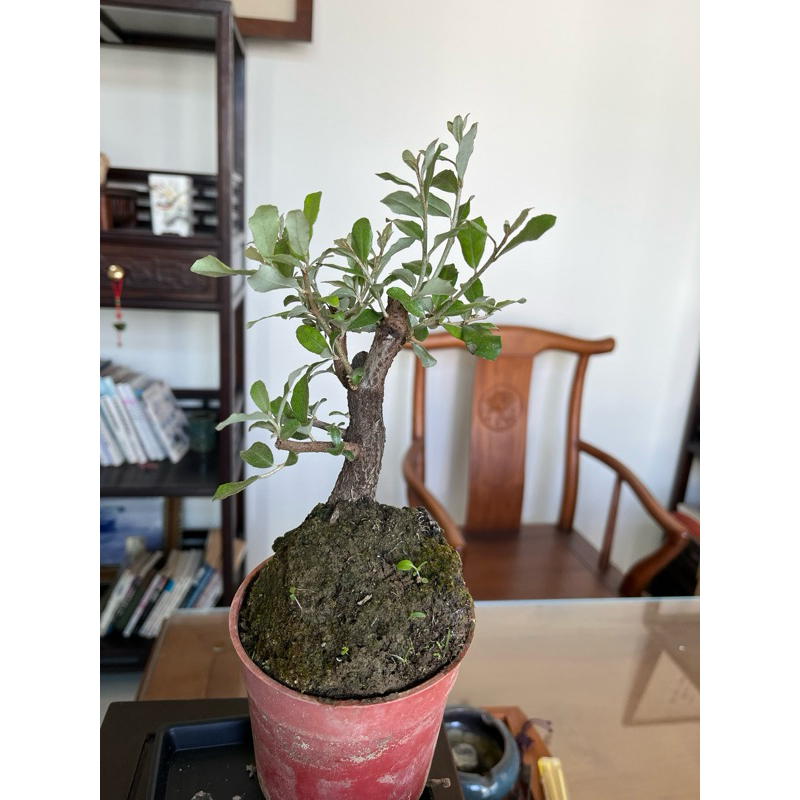 日本寒茱萸/ 宜梧/ 銀梧｜3.5吋盆～精品露根盆栽素材⋯ | 蝦皮購物