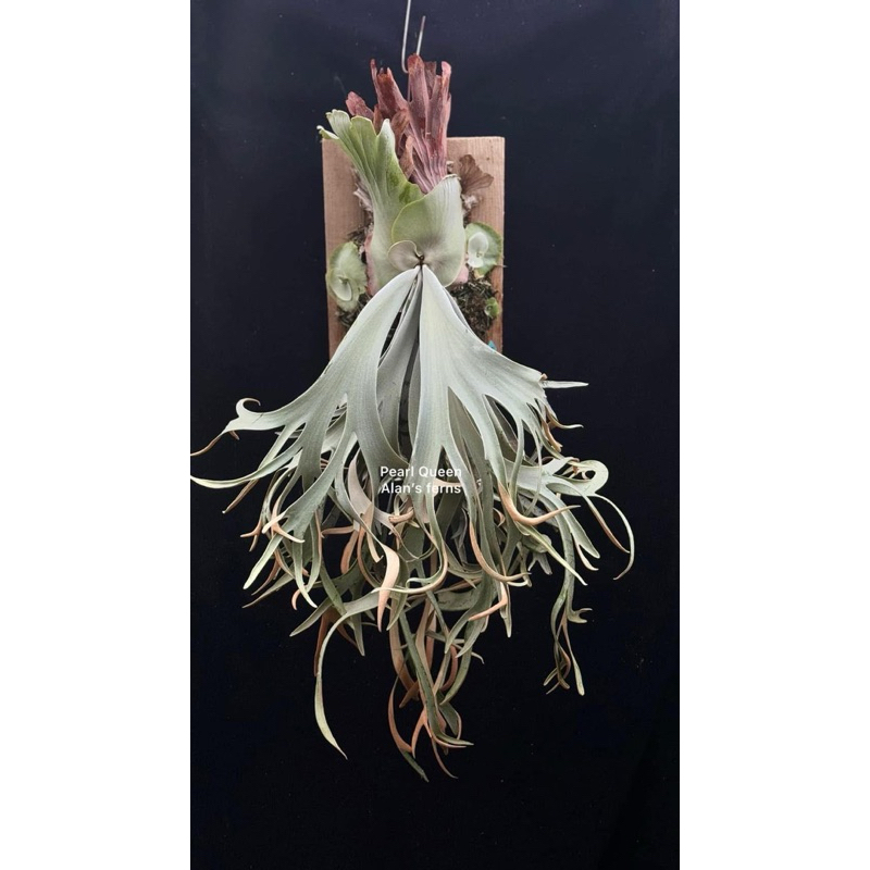 willinckii pearl queen 珍珠皇后孢子苗| 蝦皮購物