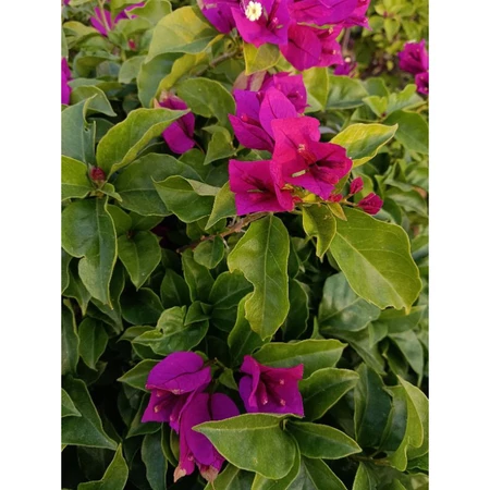 各種九重葛現剪枝條 夜光