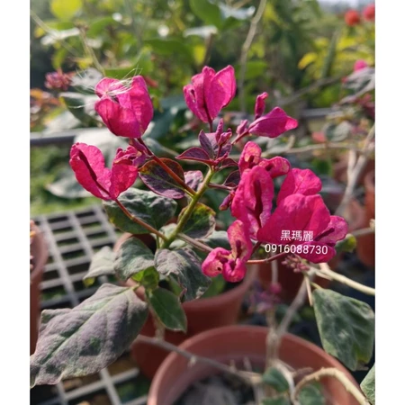 各種九重葛現剪枝條 黑瑪麗