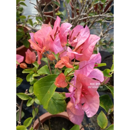 各種九重葛現剪枝條 粉紅澄白