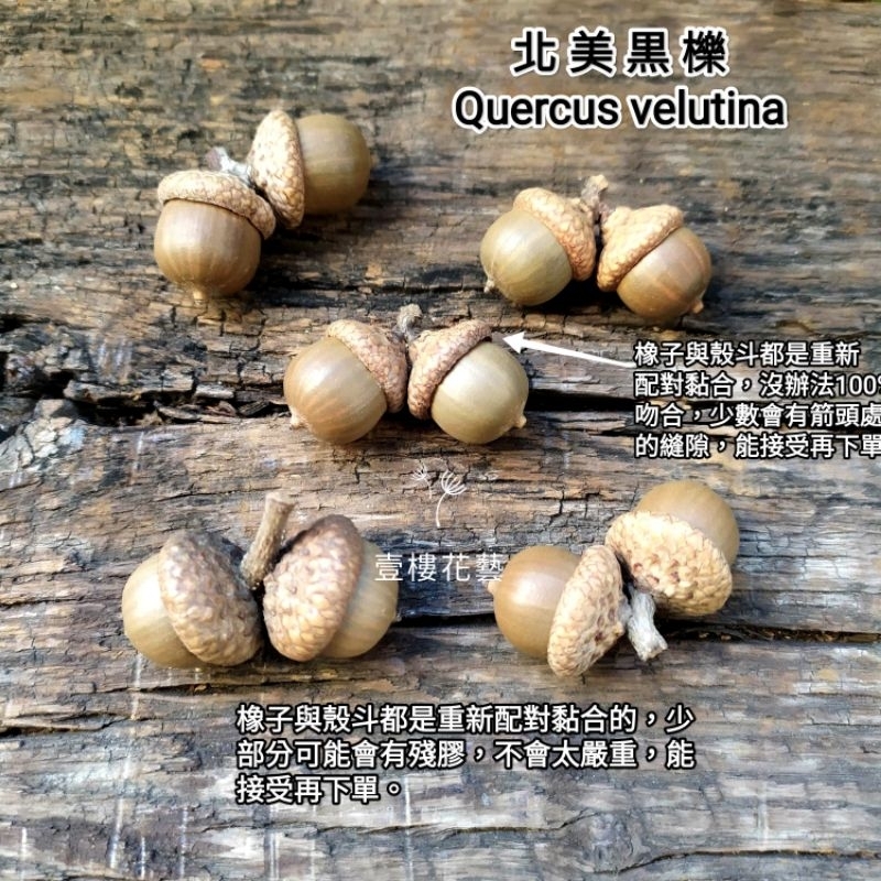 殼斗科北美黒櫟 櫟樹種子橡實收藏收集 台灣現貨出貨 聖誕乾燥藤圈花圈手作素材 壹樓花藝雜貨 | 蝦皮購物
