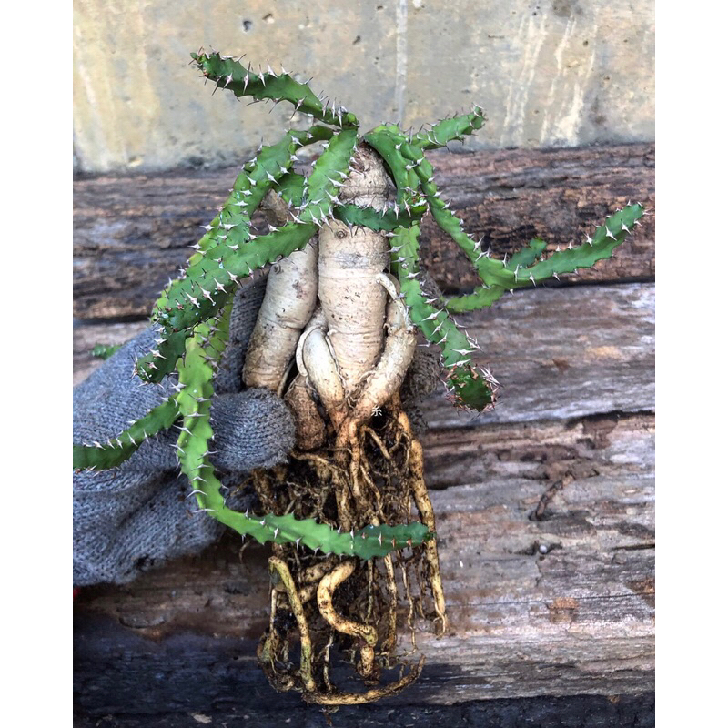 糸·嶼 / Euphorbia Stellata 飛龍 - 大戟 塊根 / 多肉 植物 | 蝦皮購物