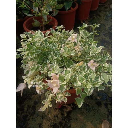 魔法櫻花 7吋盆