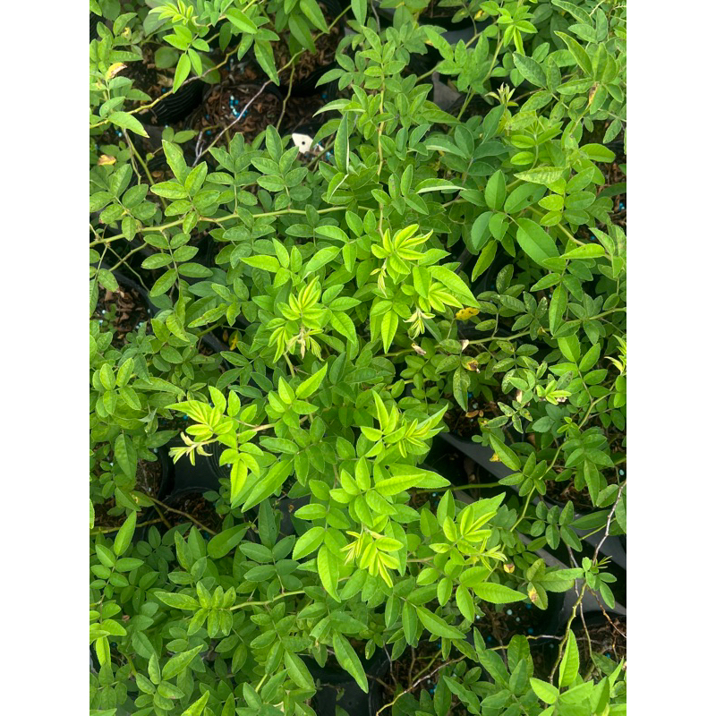 《砧木》野薔薇 無刺野薔薇 樹玫瑰砧木 樹月季用 三寸半苗 | 蝦皮購物