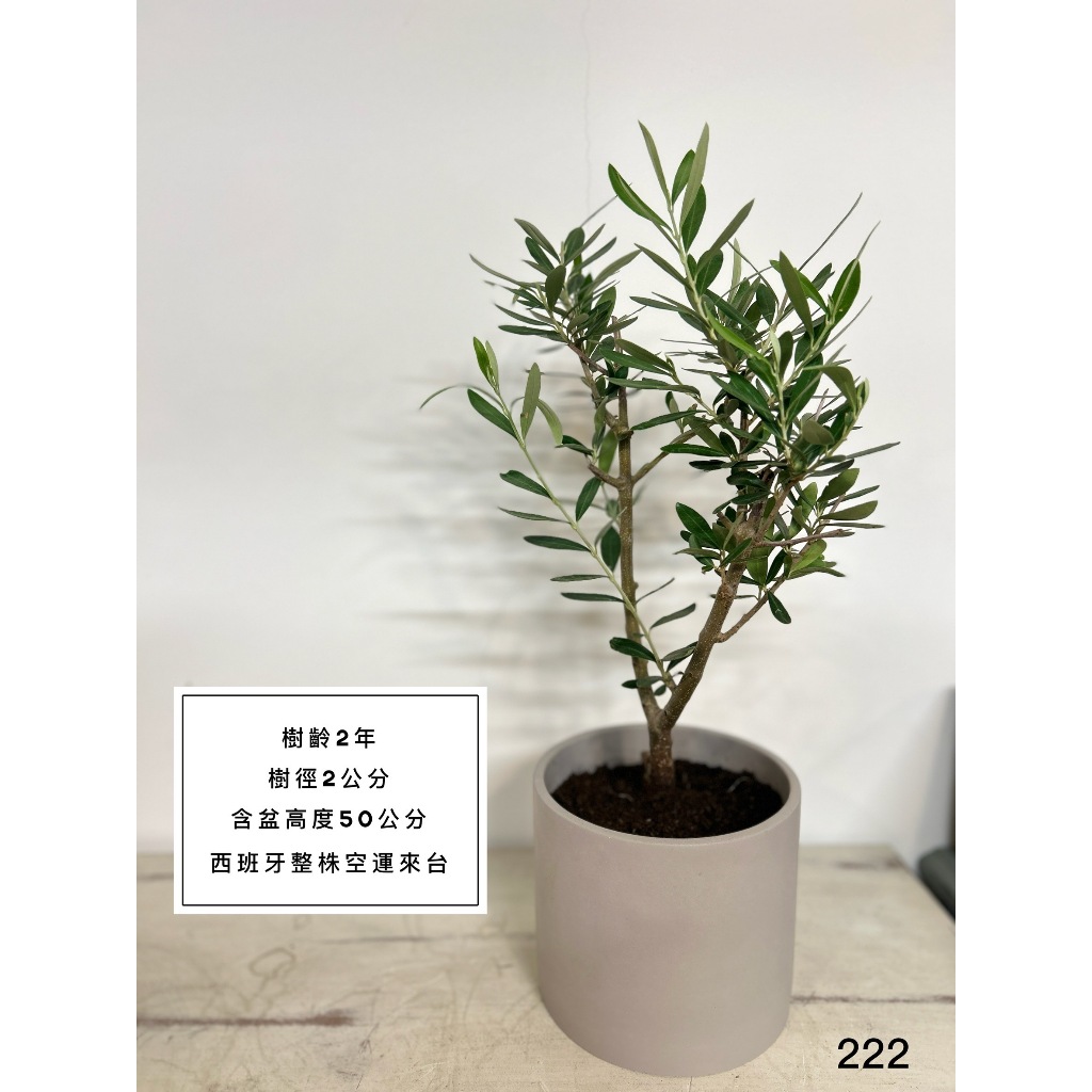 Olive tree 2年樹齡 西班牙進口 西班牙銀葉油橄欖樹 橄欖樹 油橄欖樹 銀葉橄欖樹 銀葉油橄欖 陽台植物 | 蝦皮購物