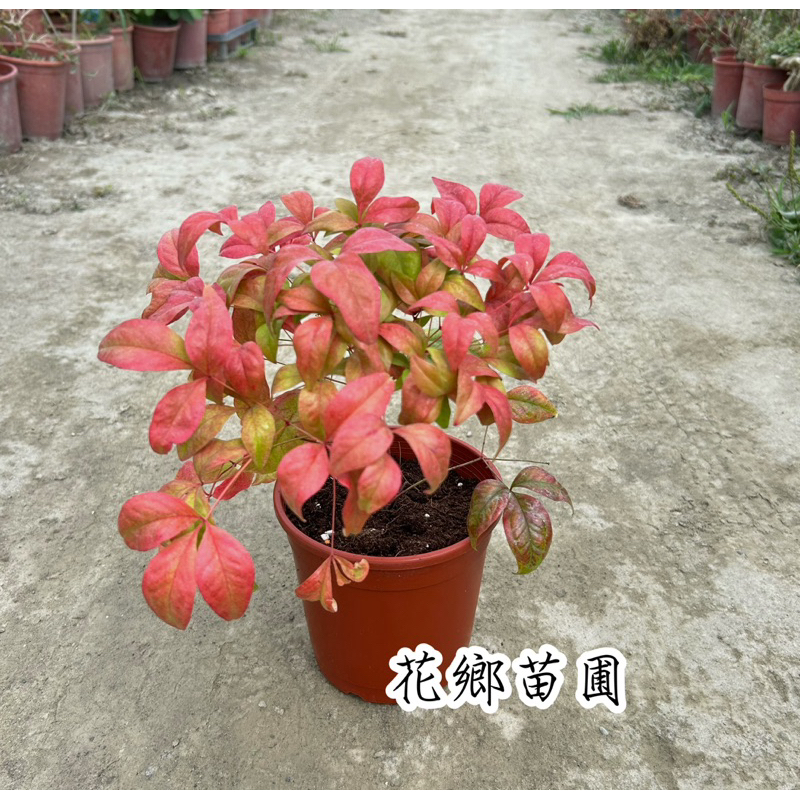 《花鄉苗圃》 日本南天竹、日本火焰南天竹 | 蝦皮購物